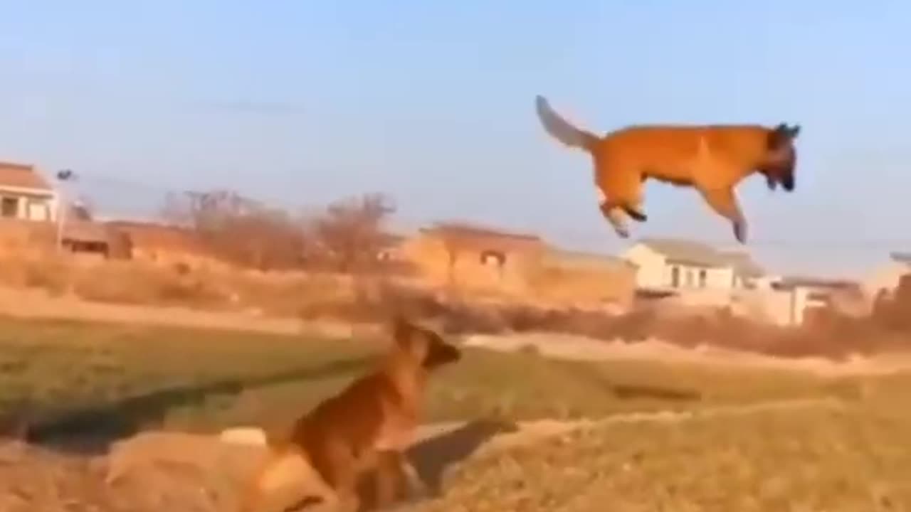 Dogs fling video