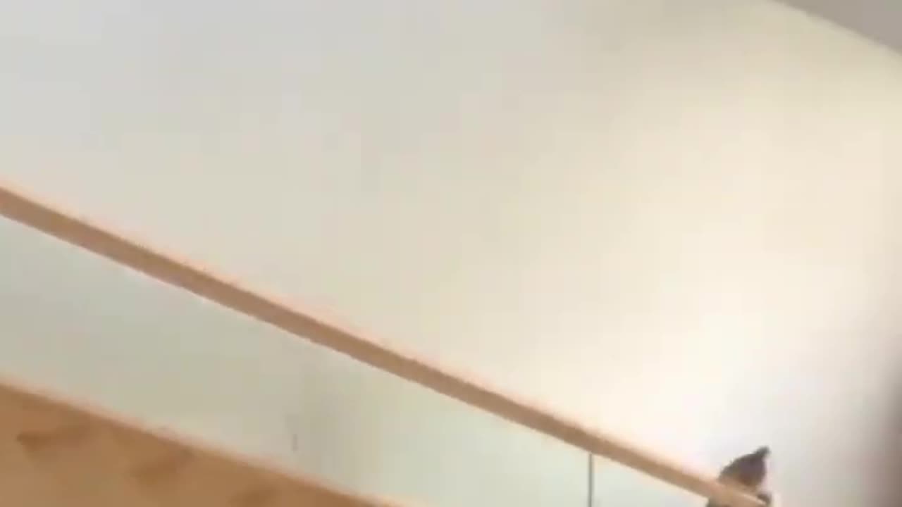 The funniest animals Funny videos about cats, dogs and other animals