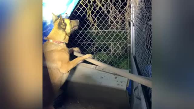 Malinois dog and standard poodle help exterminate rats from chicken pen