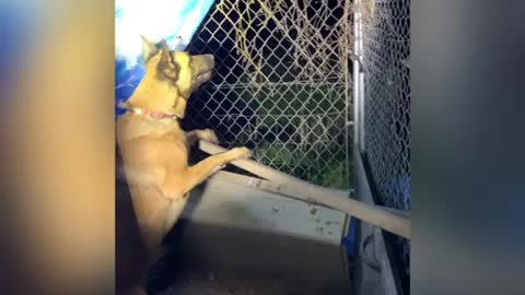 Malinois dog and standard poodle help exterminate rats from chicken pen