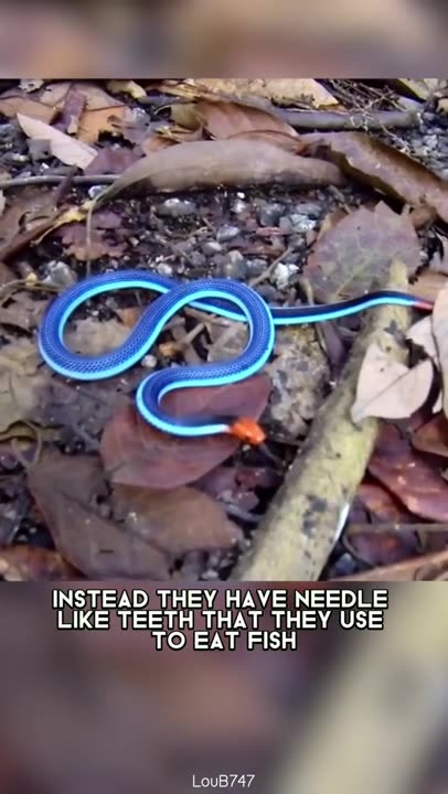 Blue Coral Snake 🐍 One Of The Most Beautiful Snakes In The World #shorts #coralsnake #snake