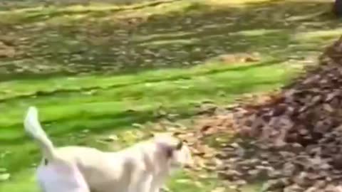 Funny Animals Fails
