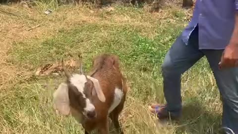 the owner try to help goat4