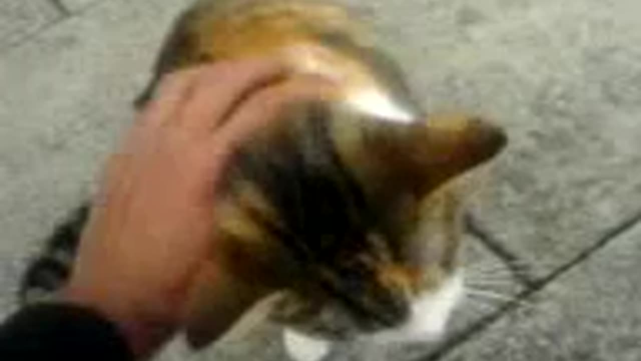 Cat Tiggy outside the Pines in Oakwood London