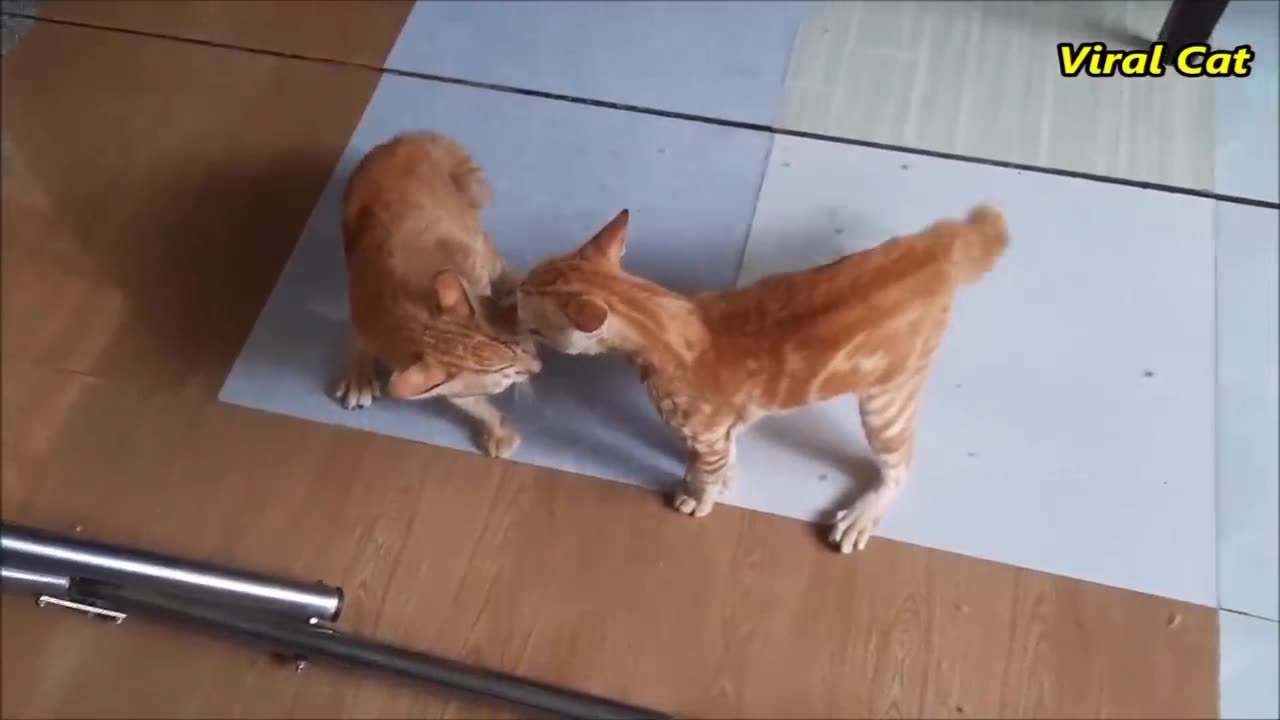 Cats Fighting and Meowing - These Two are Bloody Brothers | Viral Cat