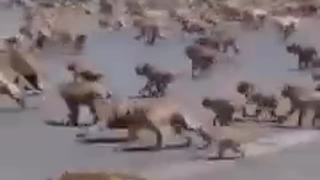 War of amagidon 🤣🤣 who would win this war ?