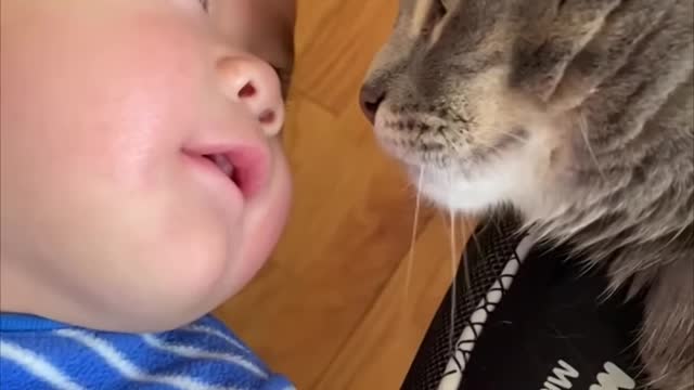 Cat and Baby Meet Eye to Eye Then Scratch Noses