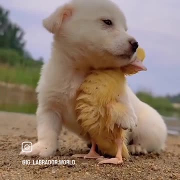 Animal lover 😍💗 so cute 😻 and beautiful video of animals
