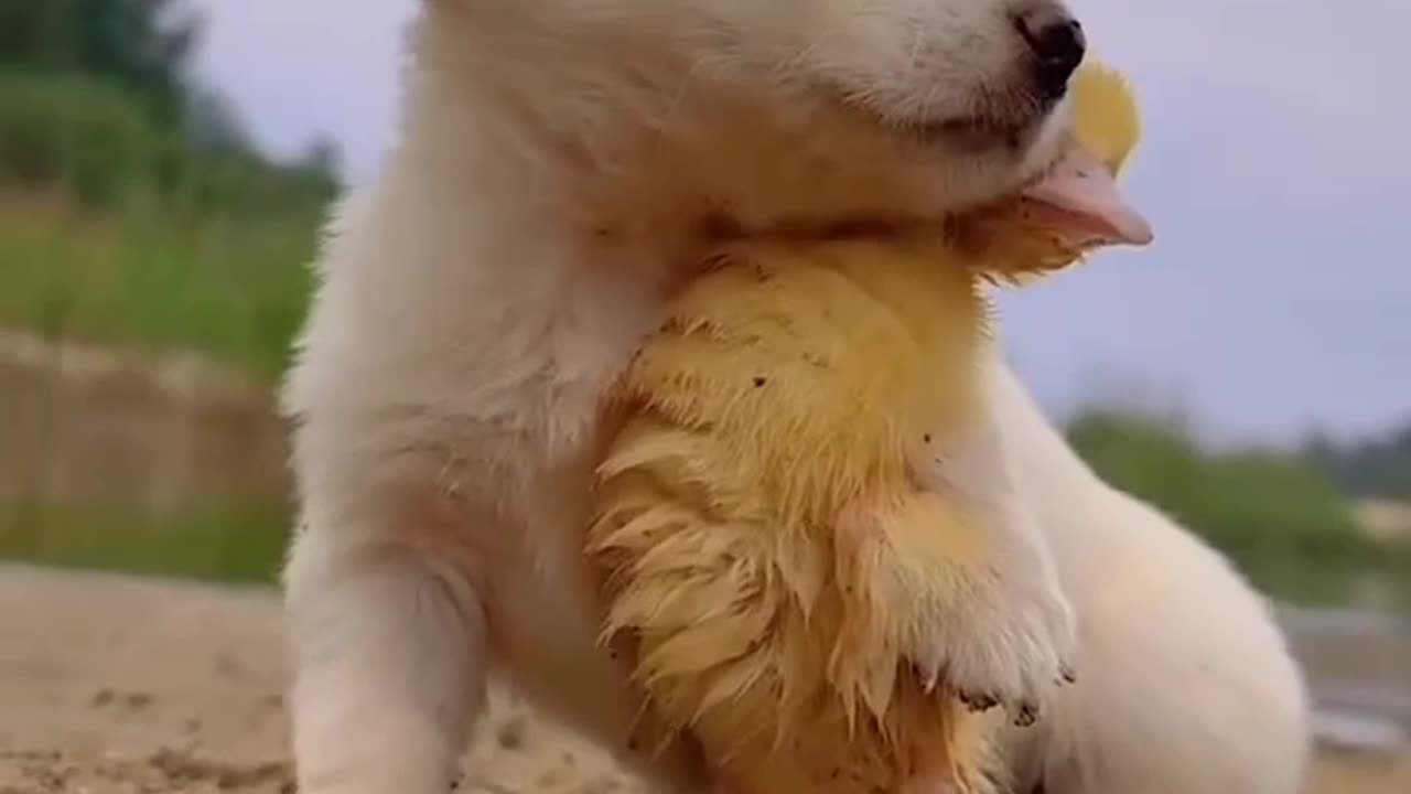 Animal lover 😍💗 so cute 😻 and beautiful video of animals