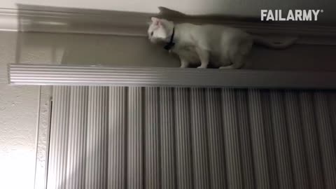 Funny Cat Fails