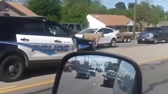 Cop Car Chases a COW! Cow attacks guy walking by