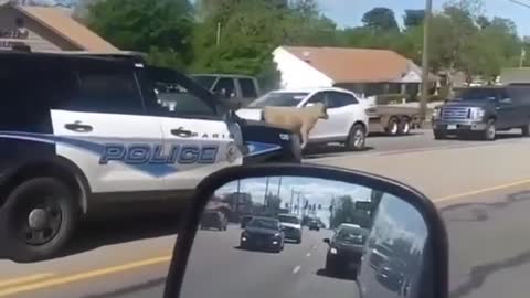 Cop Car Chases a COW! Cow attacks guy walking by