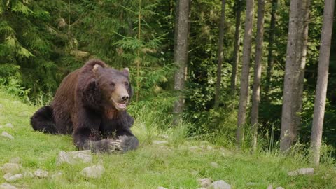 Wild Planet.8K HDR Video.