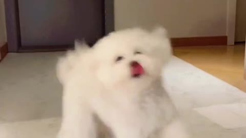 아라🐩 분할배경