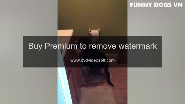 Funniest animals video - Try not to laugh