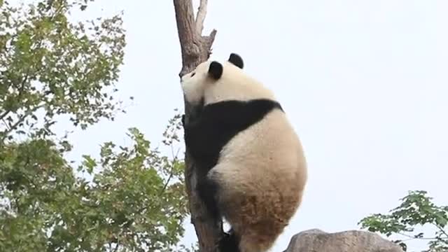 Who said I had short legs last time? # Panda