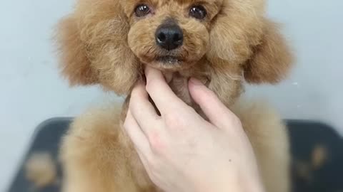 Another Gray Poodle Puppy Grooming Again - Gray Poodle Dog