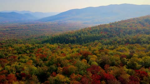 A glance across the mountains and mountains of maple leaves, red, like on fire.