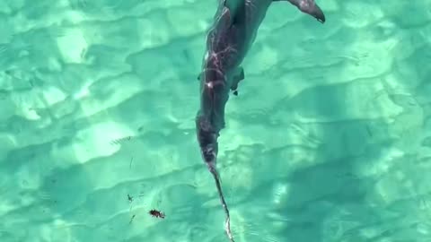 Beautiful warm waters, beautiful elegant shark.