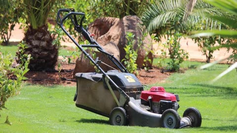 Best Hedge Trimming Service in Castor Bay