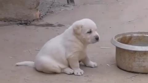 Tiny 🐶 imitates 🐔 crowing in China's Pei county