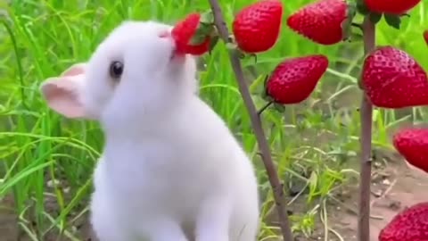 rabbit eat strawberries #rabbit #bunny #cute #pets.mp4