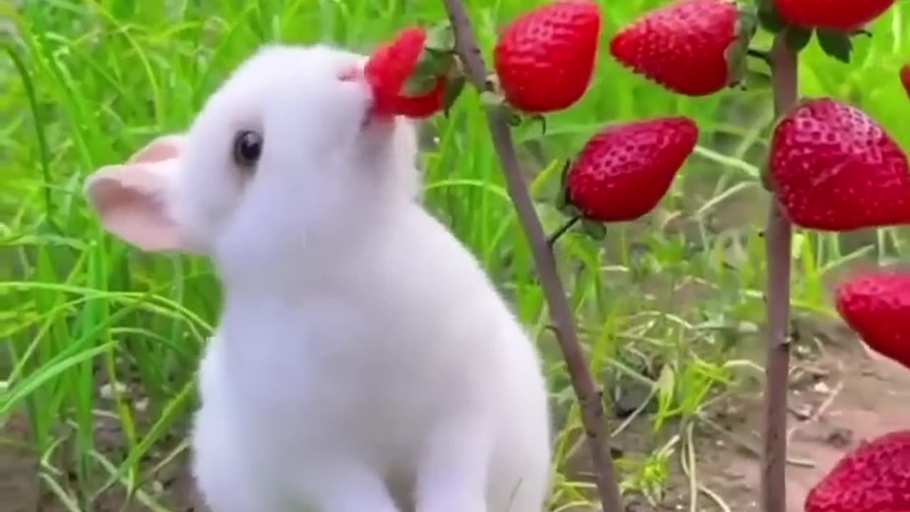 rabbit eat strawberries #rabbit #bunny #cute #pets.mp4