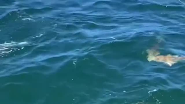 RedFish migration in Tampa Bay