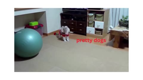 dog barking videos compilation