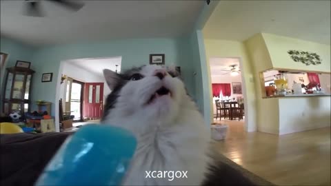 Funny Cats get brain freeze Compilation, silly cats !