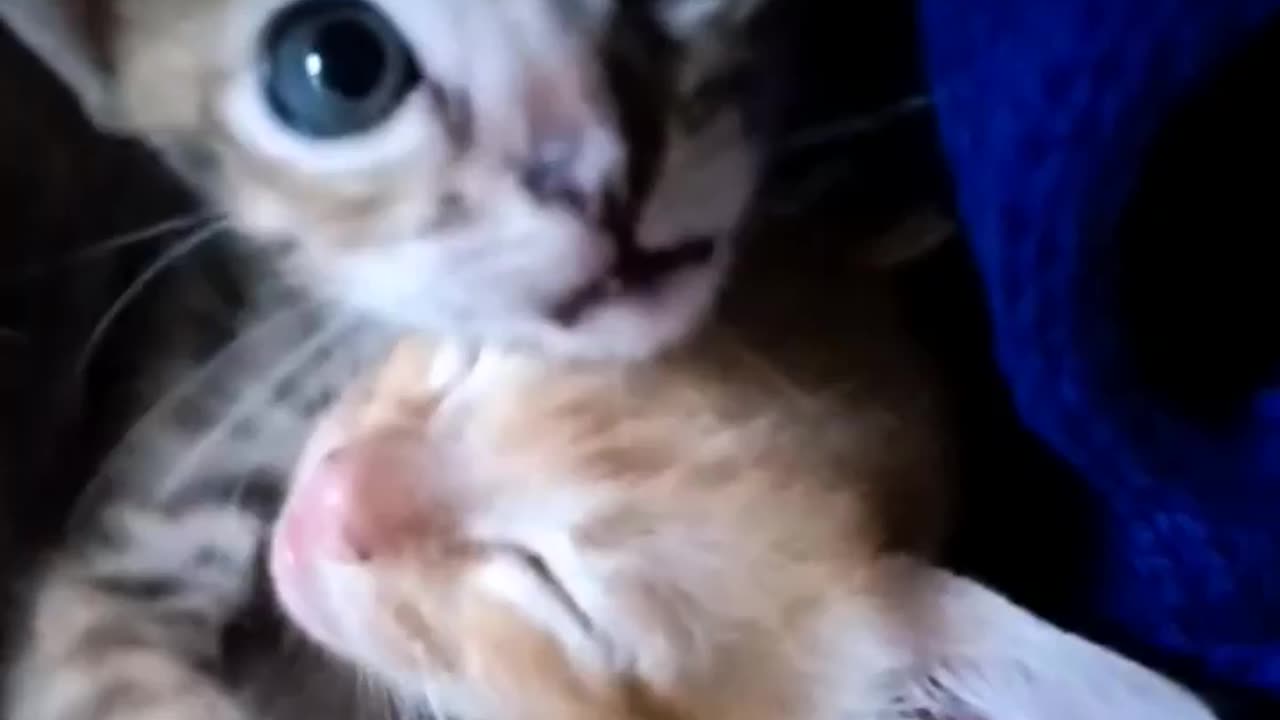Cat lovers