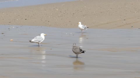 Seagulls Beach Gulls Nature Sea Wildlife Ocean