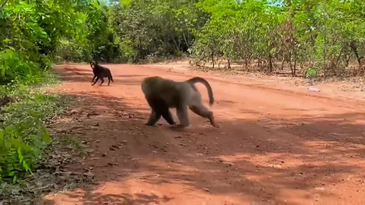 Monkey vs dog real fight funny dog vs monkey video funny video comedy videos