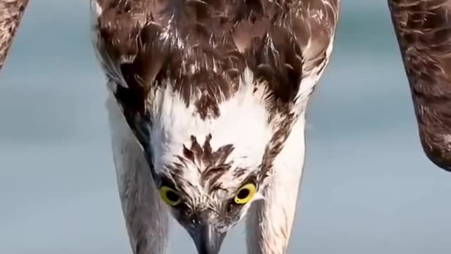 That's a great eagle, isn't it? You can catch a fish this high