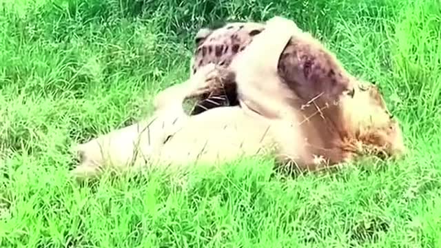 A lion chokes a hyena