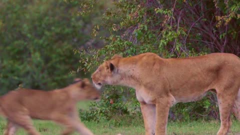 Surviving in the Wild: The Life and Times of an African Lion