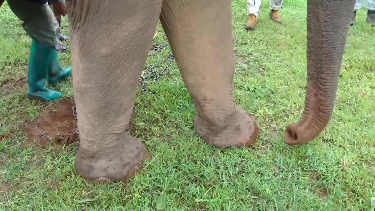 Animals beeing free for first time ever