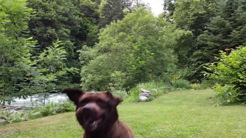 Viv, Lez and the four legged fool...