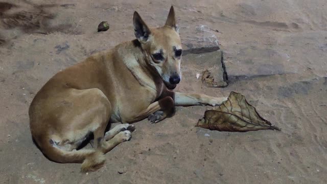 The dog seen in Varkala Papanasam