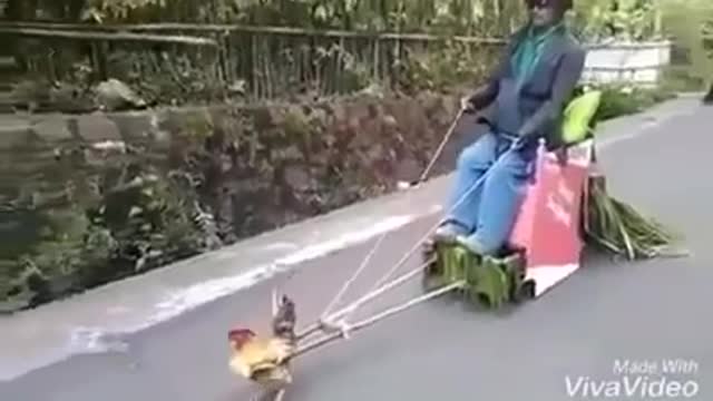 Funny chicken cart