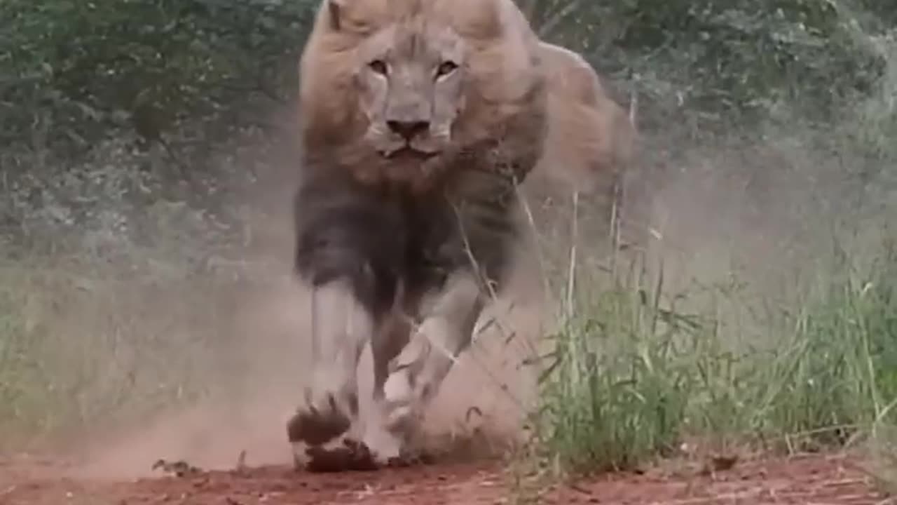 Lion teerifiying,Majestic king off jungle