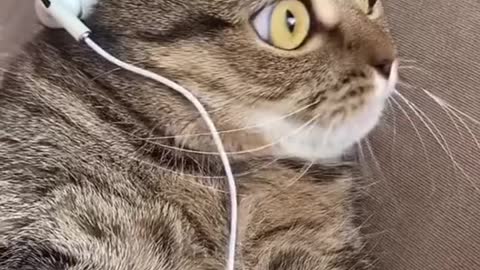 Cat music nice funny