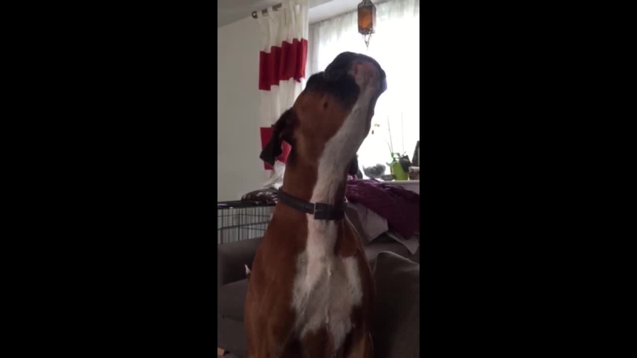 Boxer Mimics Squeaky Toy