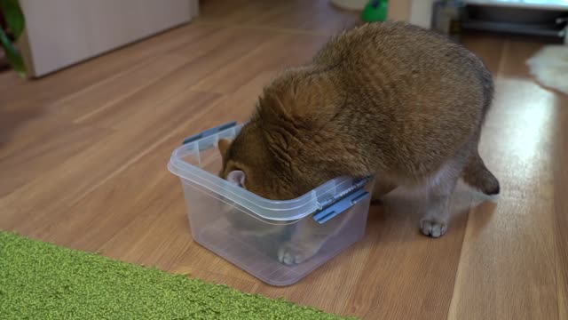 If It Fits, I Sits