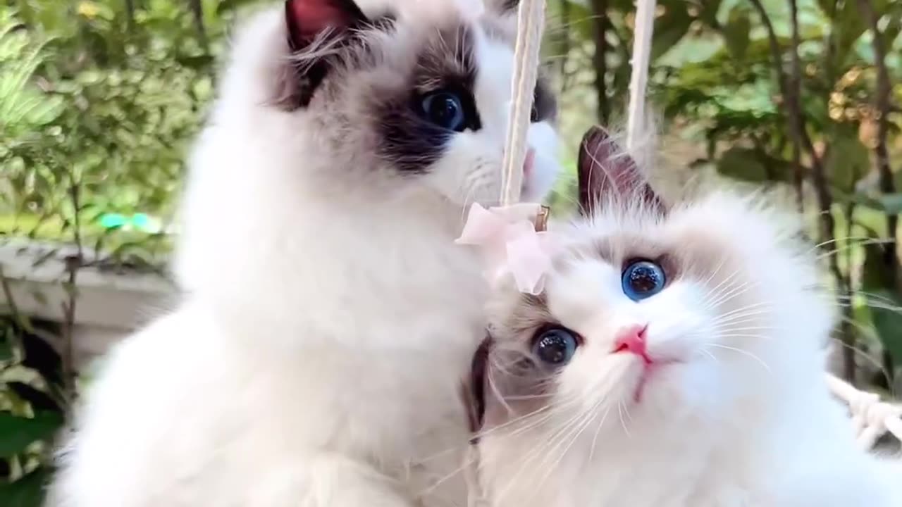 Beautiful Cats Twins 🐈 😻 Please Like & Subscribe My Rumble Channel