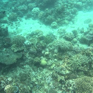 Snorkeling Adventures Philippines. Beautiful tropical fish and growing coral everywhere.
