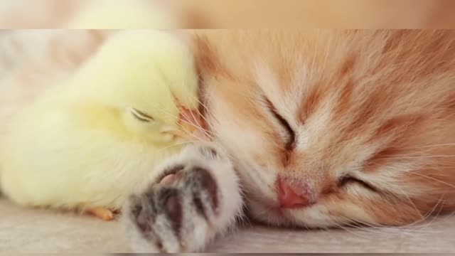 Little kitten sleeping and play with baby chicken❤️😍