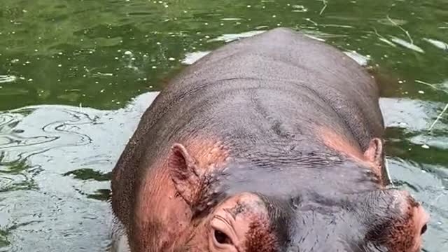 hippo