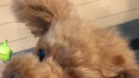 Strange and funny behavior of animals 7q