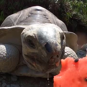 Does Turtles love Watermelon?